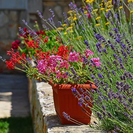 Tara-1 By Interhome * Brseč